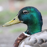 AdmiralVonQuackers
