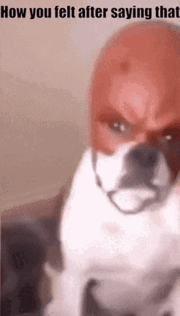 dog-daredevil.gif.b37ee0637fd8dc9958cc6d09ce83520a.gif
