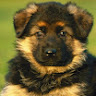 Labrador