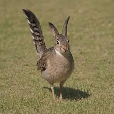 More information about "all the calirp guns with stream files dw"