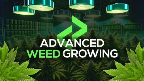 More information about "FiveM Advanced Weed Growing Script [ESX/QB/QBox/Ox]"