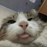 zenbigrat