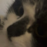 FlashKatze